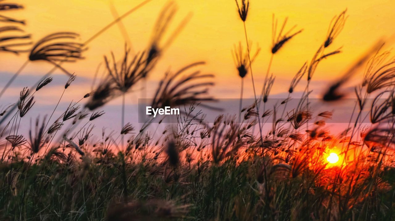 CLOSE-UP OF STALKS IN FIELD AGAINST SUNSET SKY