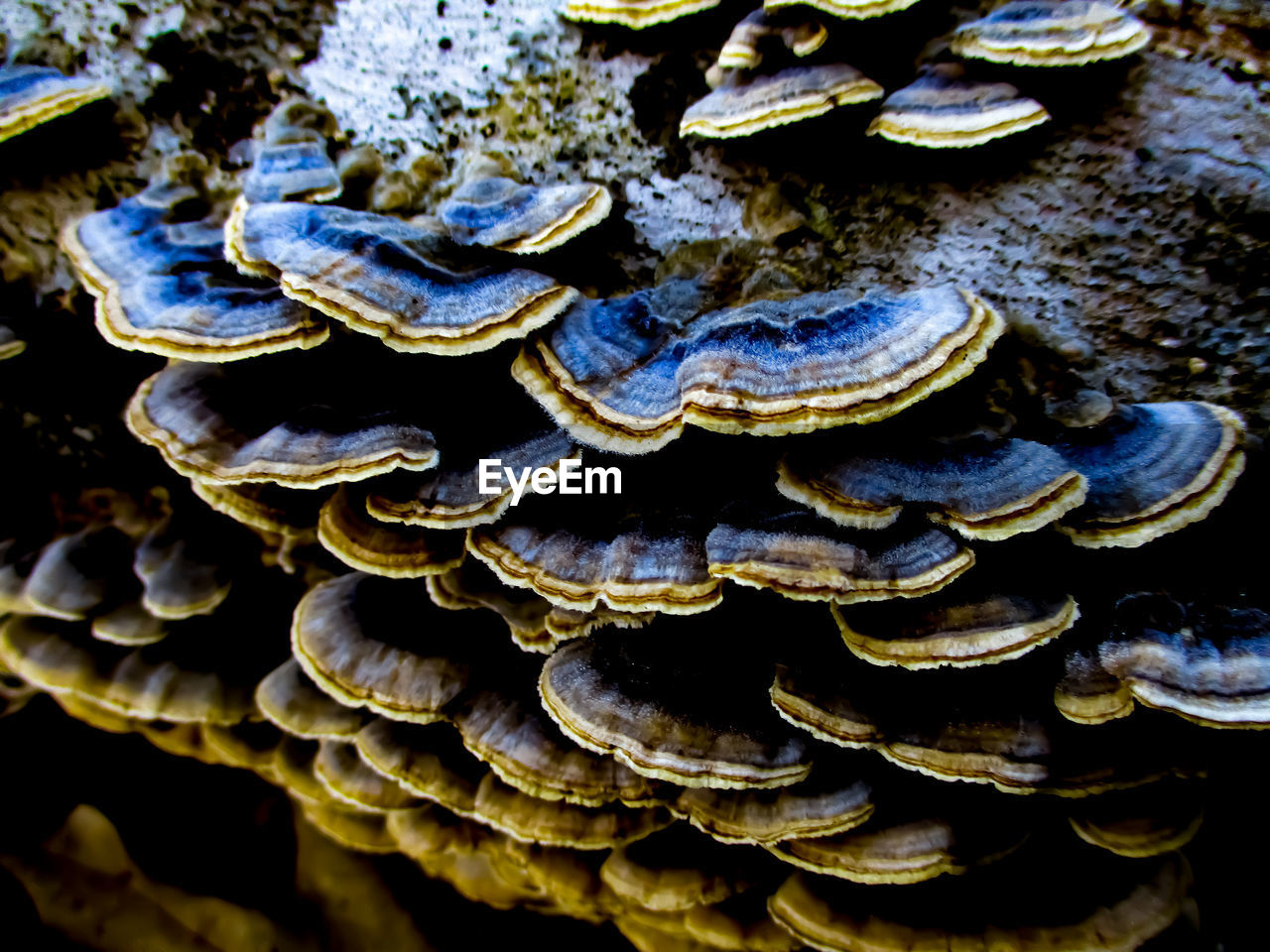 CLOSE-UP OF MUSHROOM