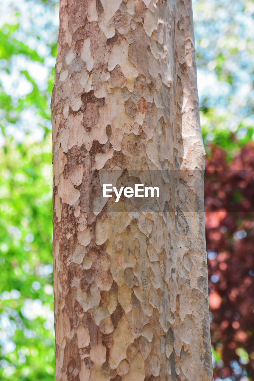 CLOSE-UP OF TREE TRUNK