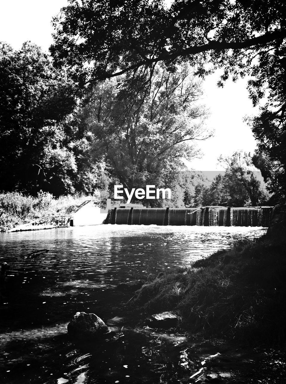 View of dam in forest