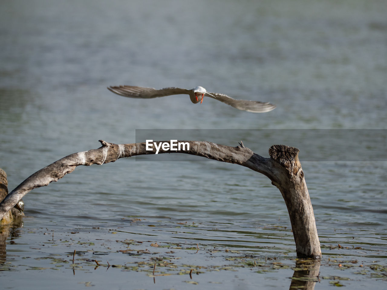 BIRD PERCHED ON A BOAT