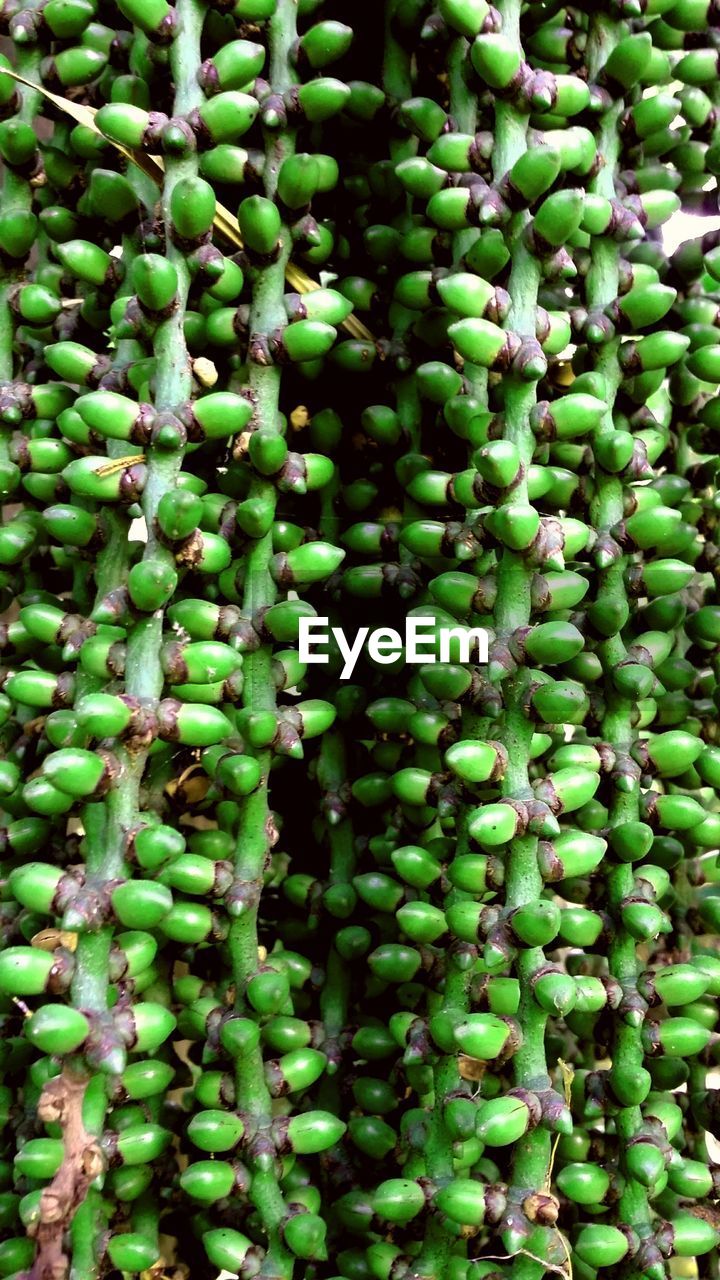 Low angle view of nuts growing on plant