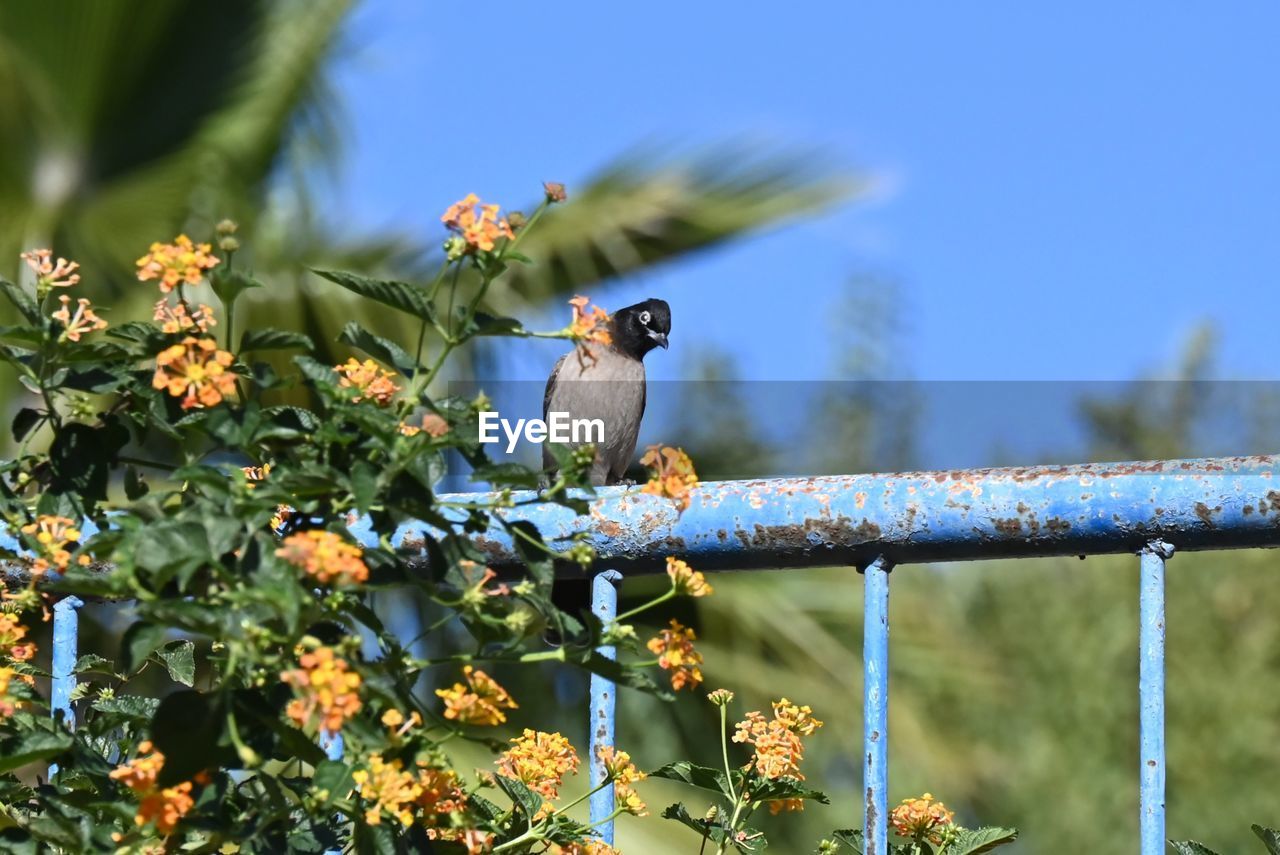 animal themes, animal, bird, nature, animal wildlife, flower, plant, wildlife, branch, no people, perching, one animal, tree, flowering plant, beauty in nature, day, food, blue, outdoors, food and drink, leaf, green, yellow, growth, fruit, sky, plant part, autumn, focus on foreground