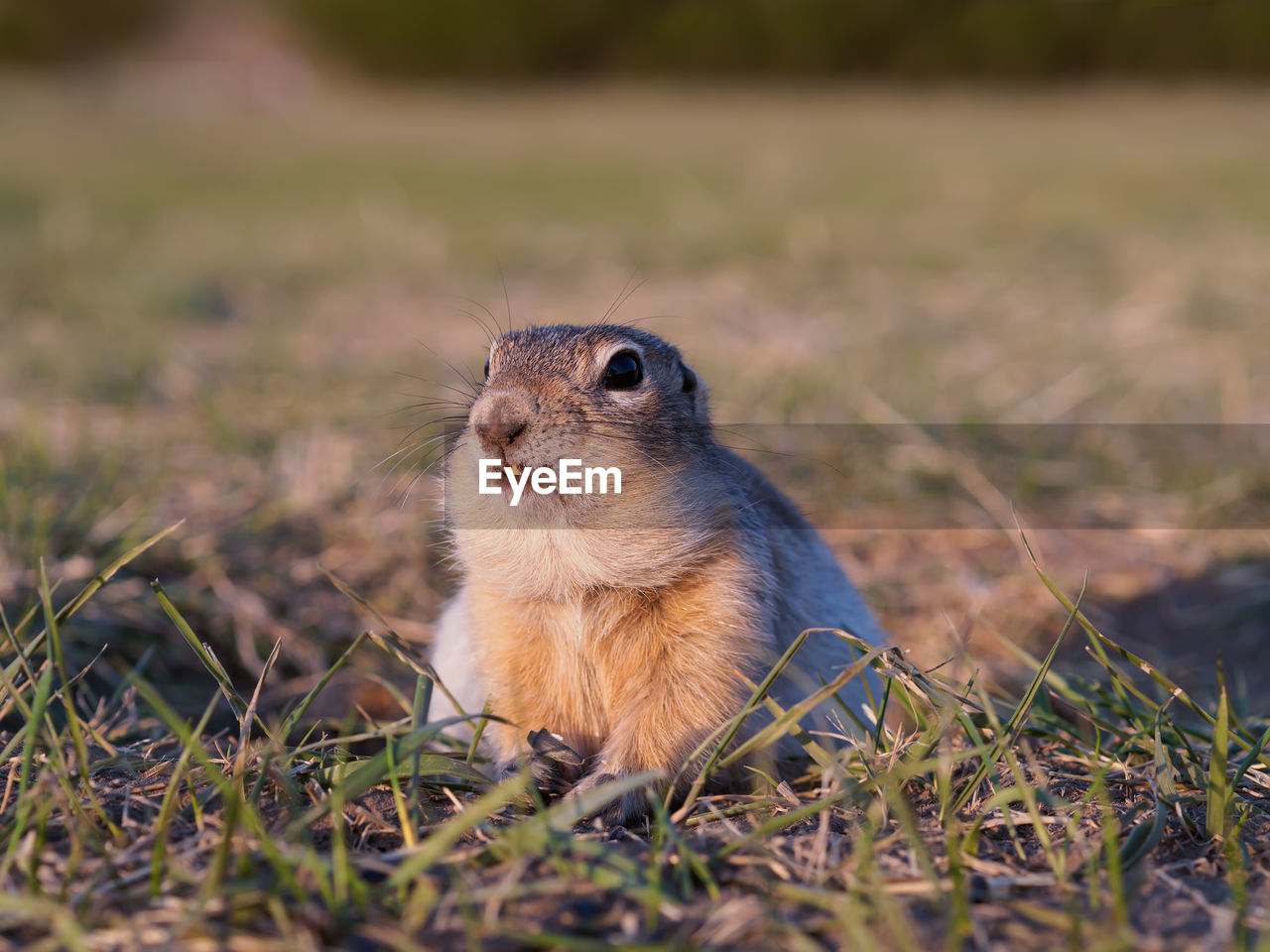 animal, animal themes, animal wildlife, one animal, nature, squirrel, mammal, wildlife, rodent, no people, prairie, prairie dog, grass, chipmunk, whiskers, selective focus, outdoors, plant, portrait, day, land, close-up, cute