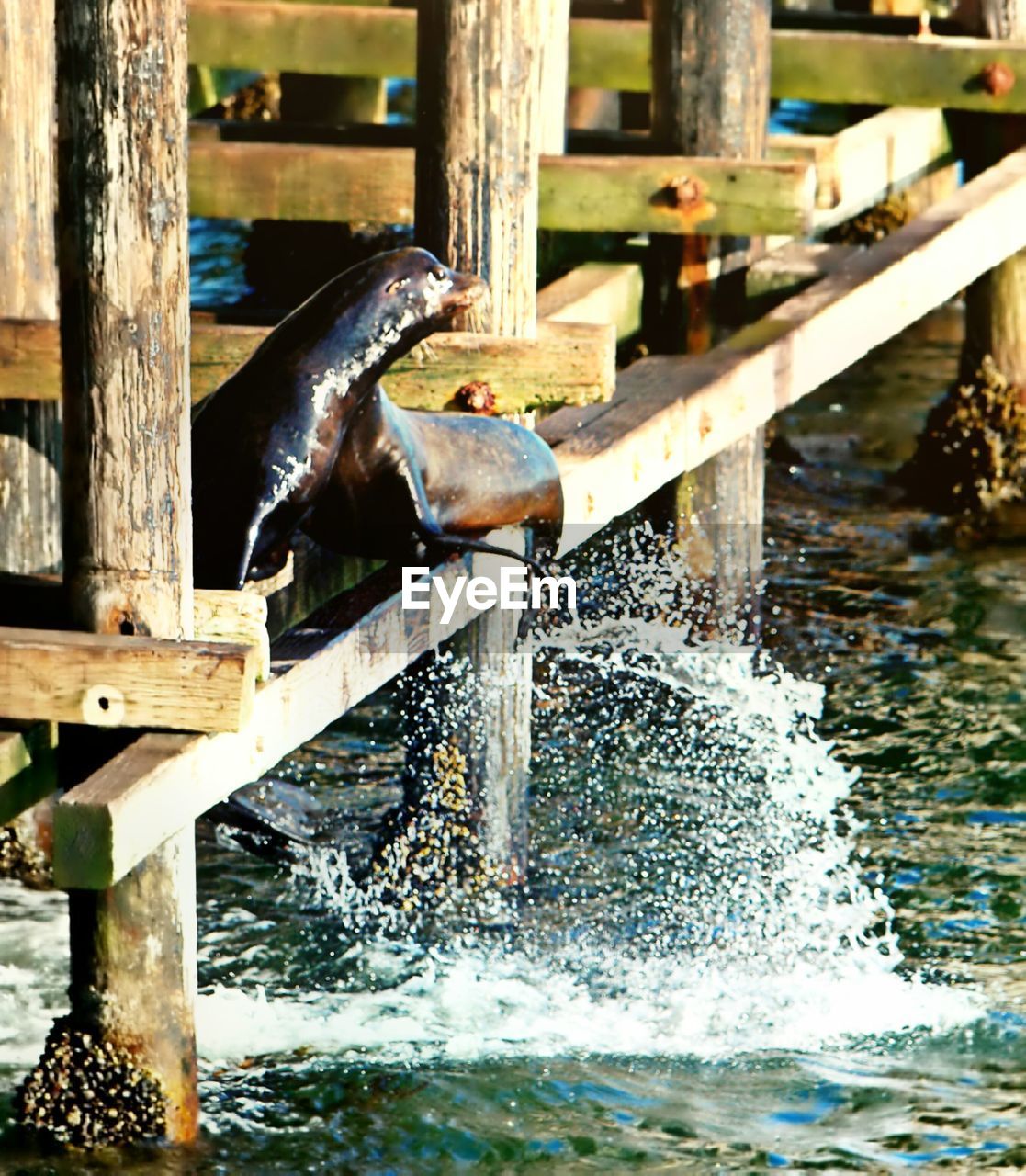 CLOSE-UP OF TURTLE IN WATER