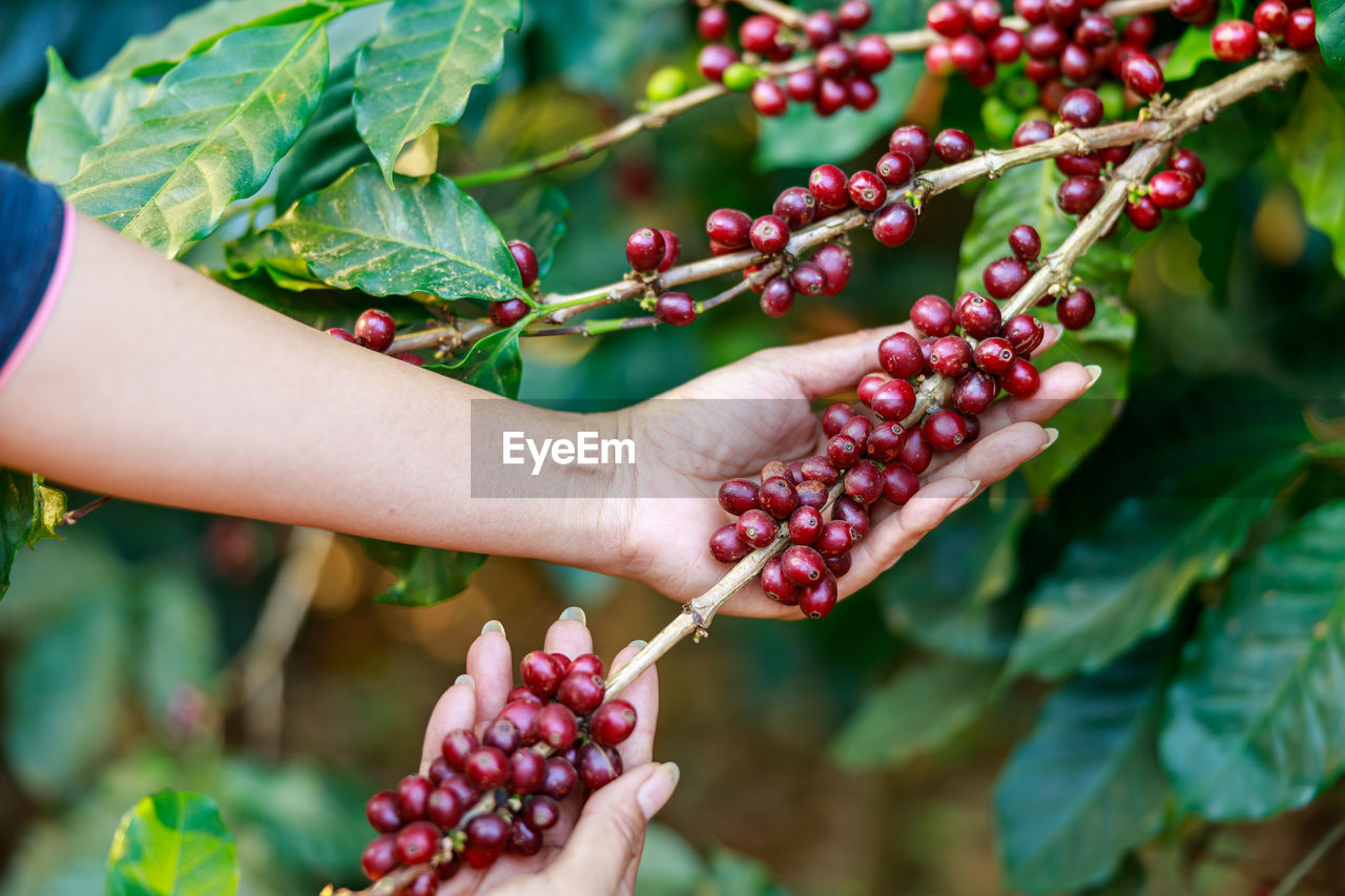 Cropped image of hand holding coffee beans 