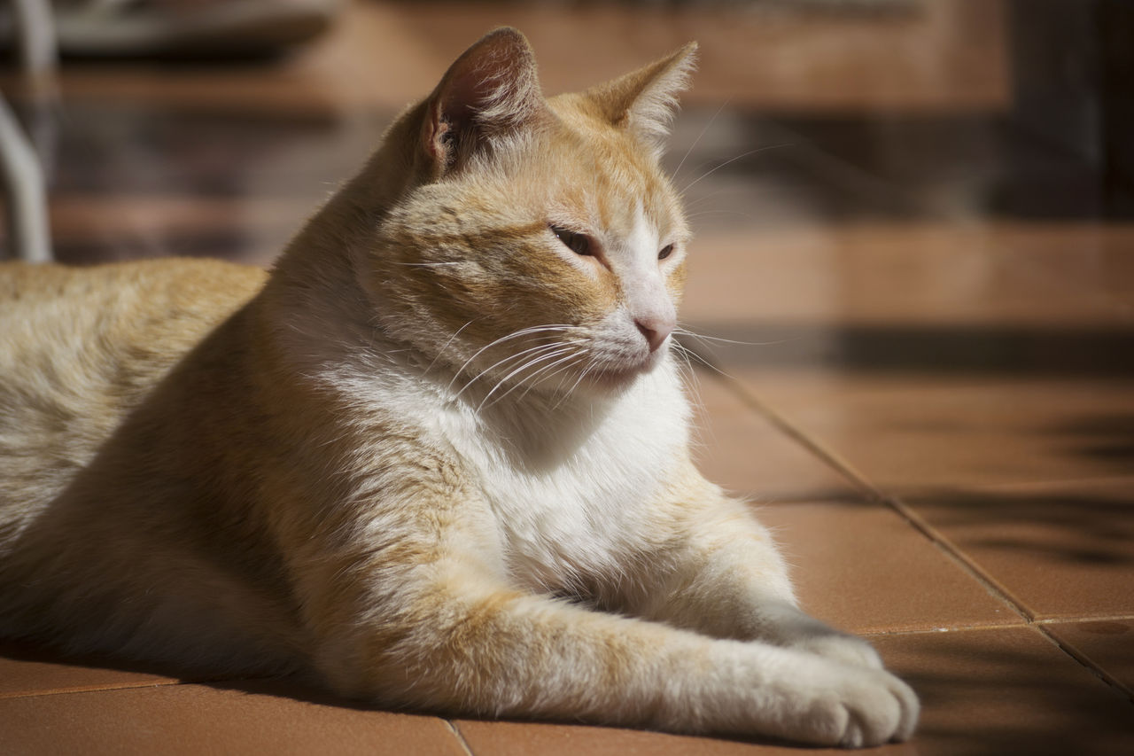 CLOSE-UP OF CAT LOOKING UP