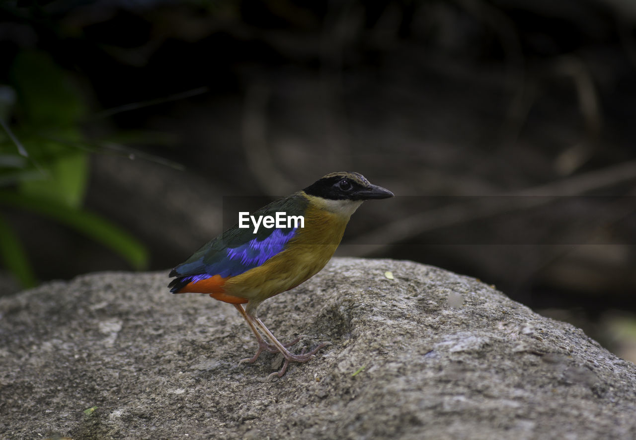 CLOSE-UP OF BIRD