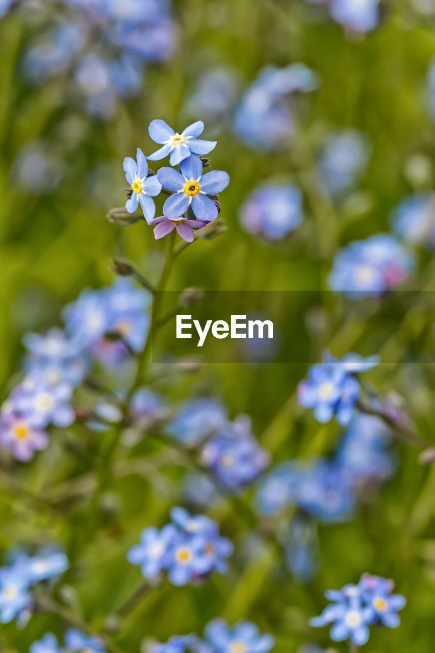 Close-up of purple flowering plant