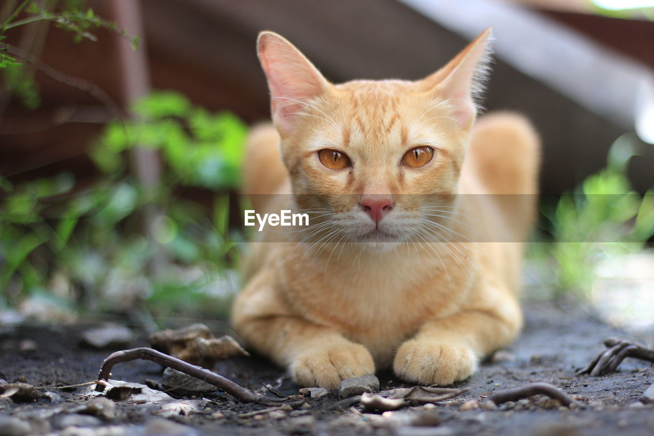 PORTRAIT OF GINGER CAT ON FLOOR