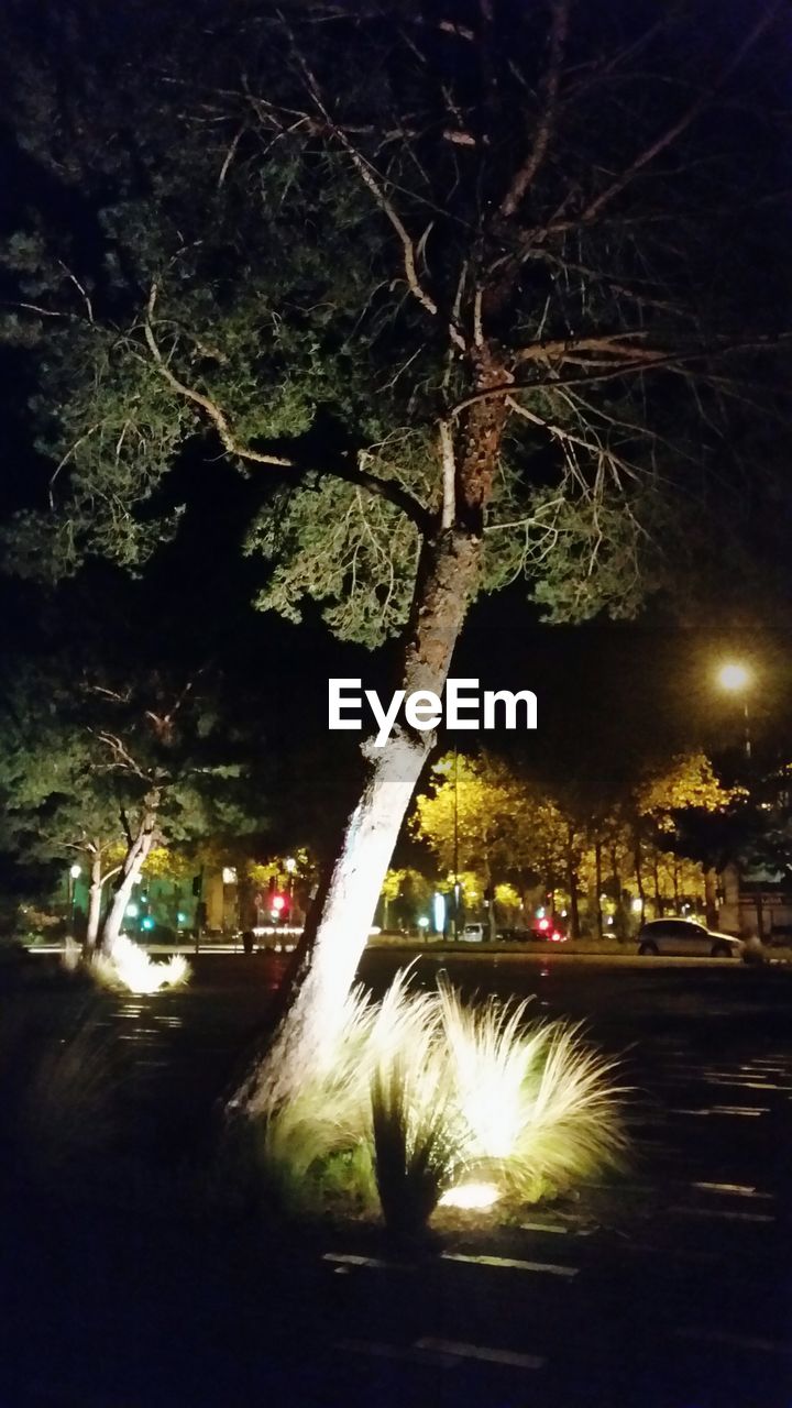 VIEW OF TREES AT NIGHT