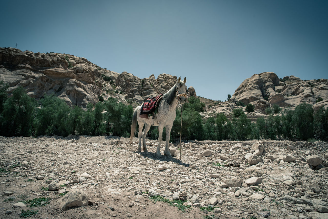 VIEW OF A SHEEP ON ROCK