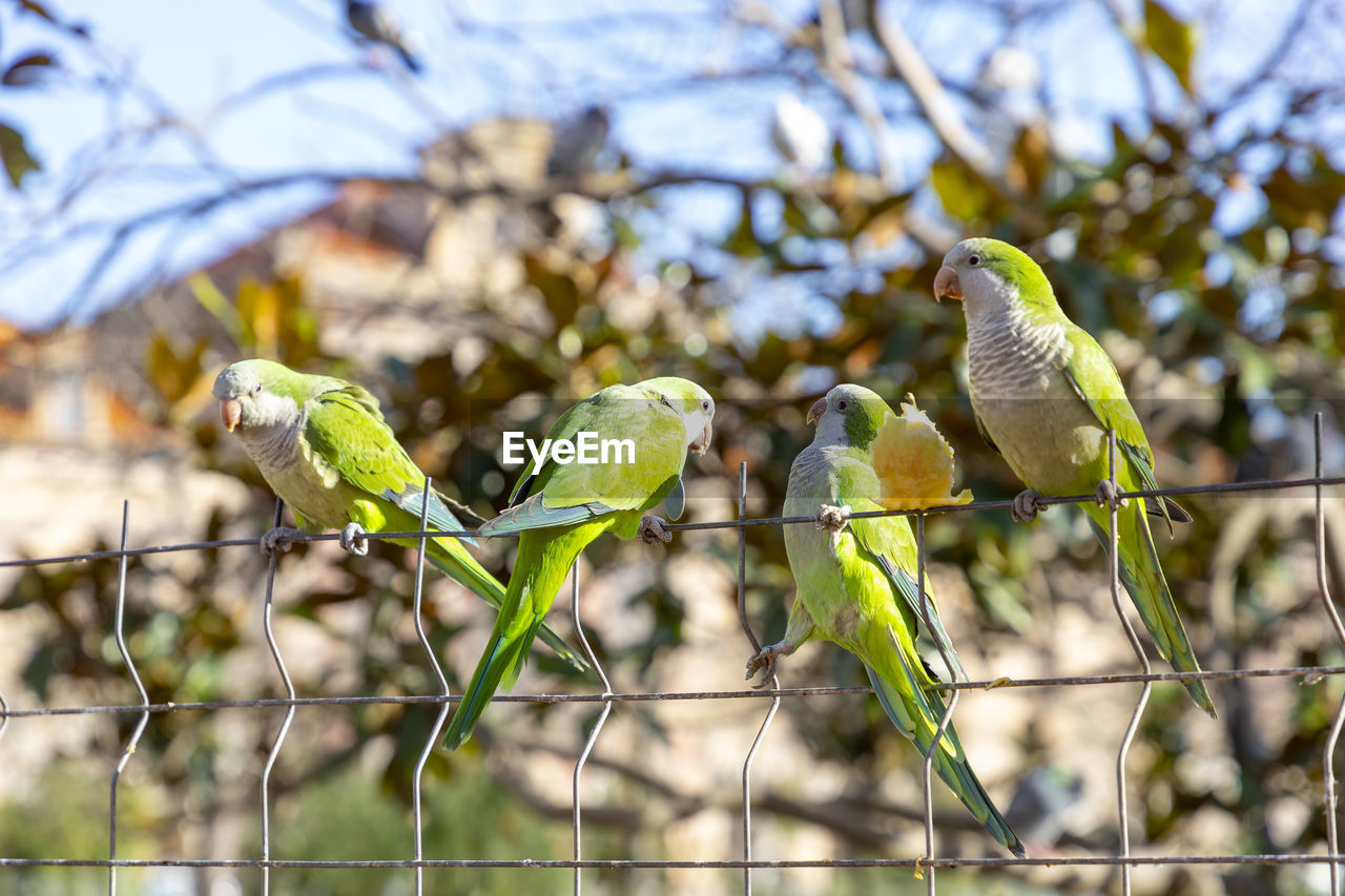 animal themes, parakeet, animal, bird, animal wildlife, pet, parrot, wildlife, branch, tree, perching, nature, group of animals, yellow, green, no people, focus on foreground, plant, outdoors, day, flower, two animals