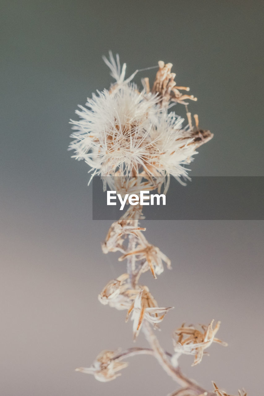 CLOSE-UP OF WILTED FLOWER AGAINST GRAY BACKGROUND