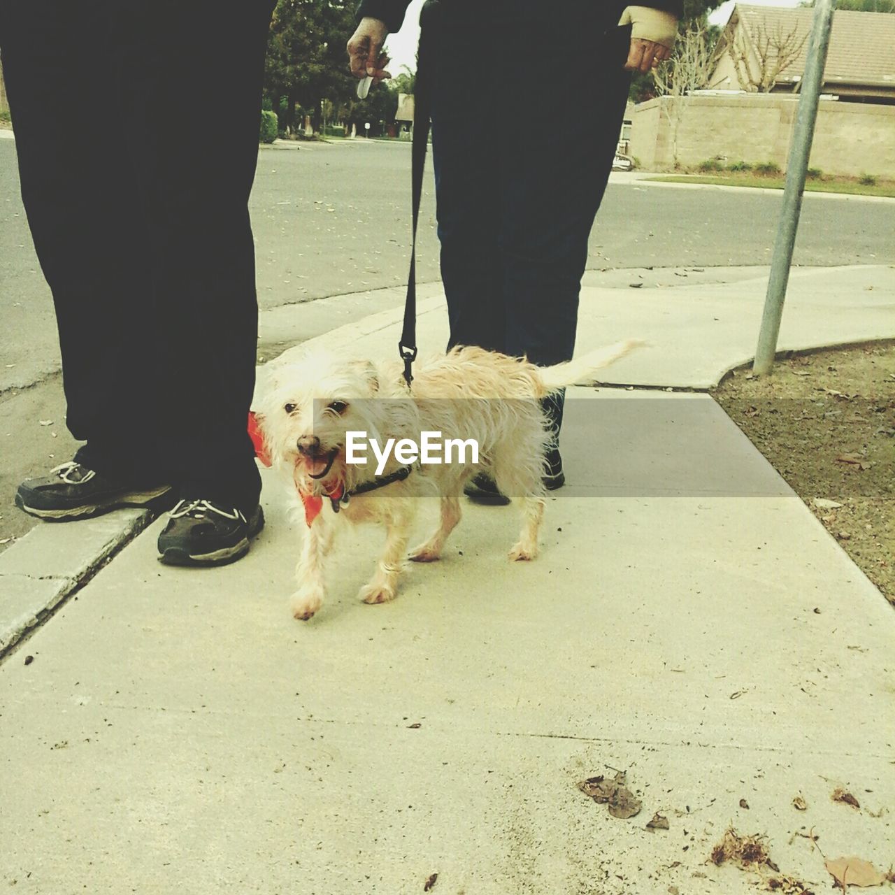 LOW SECTION OF WOMAN WALKING WITH DOG ON FLOOR