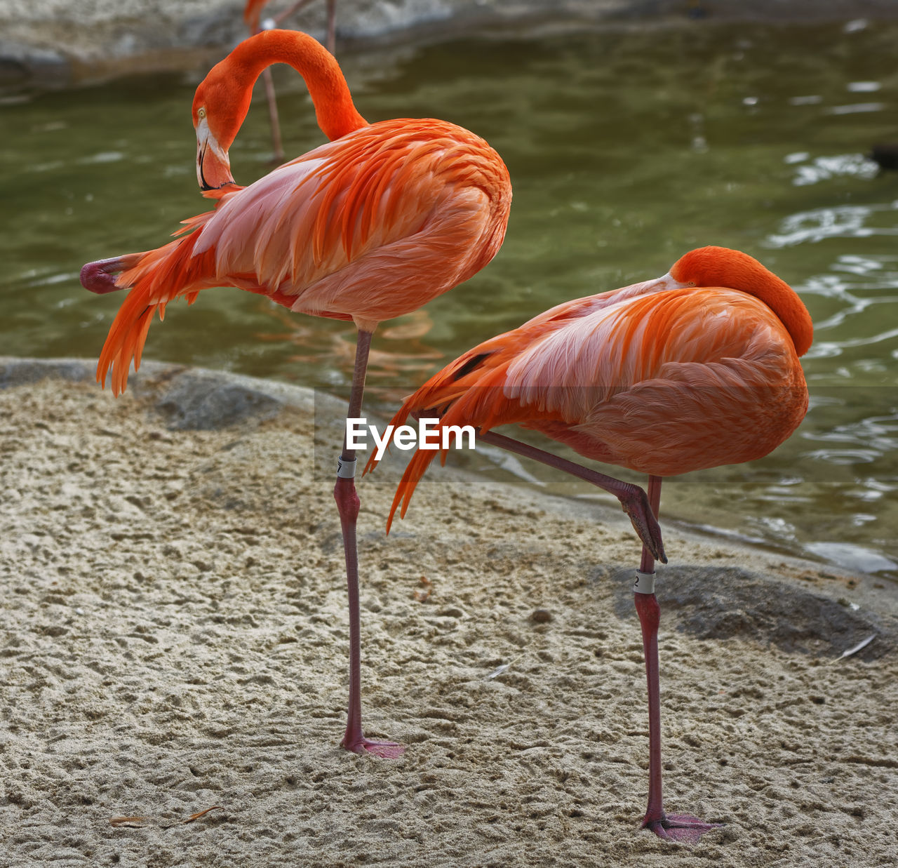 Two flamingo birds standing one one foot