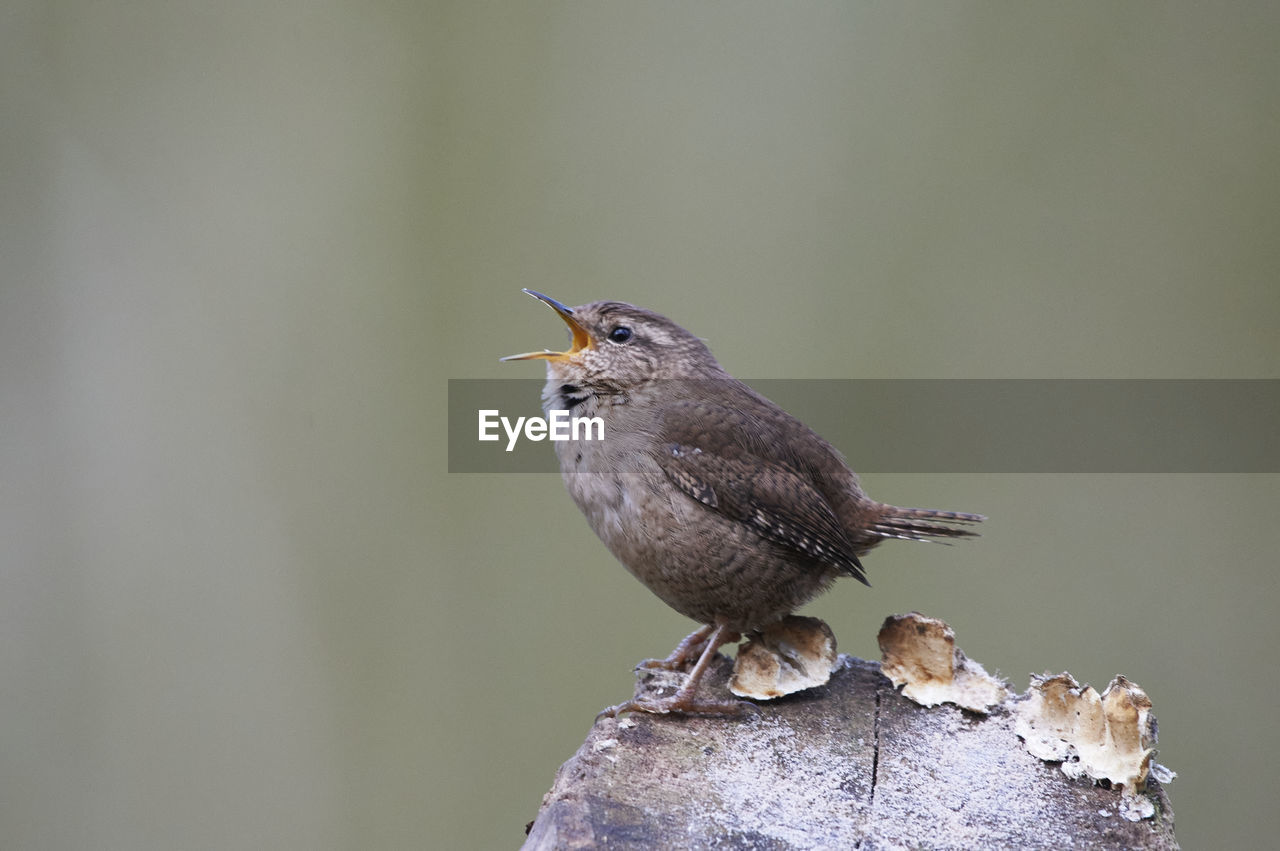 Wren singing on tree stump with lichen
