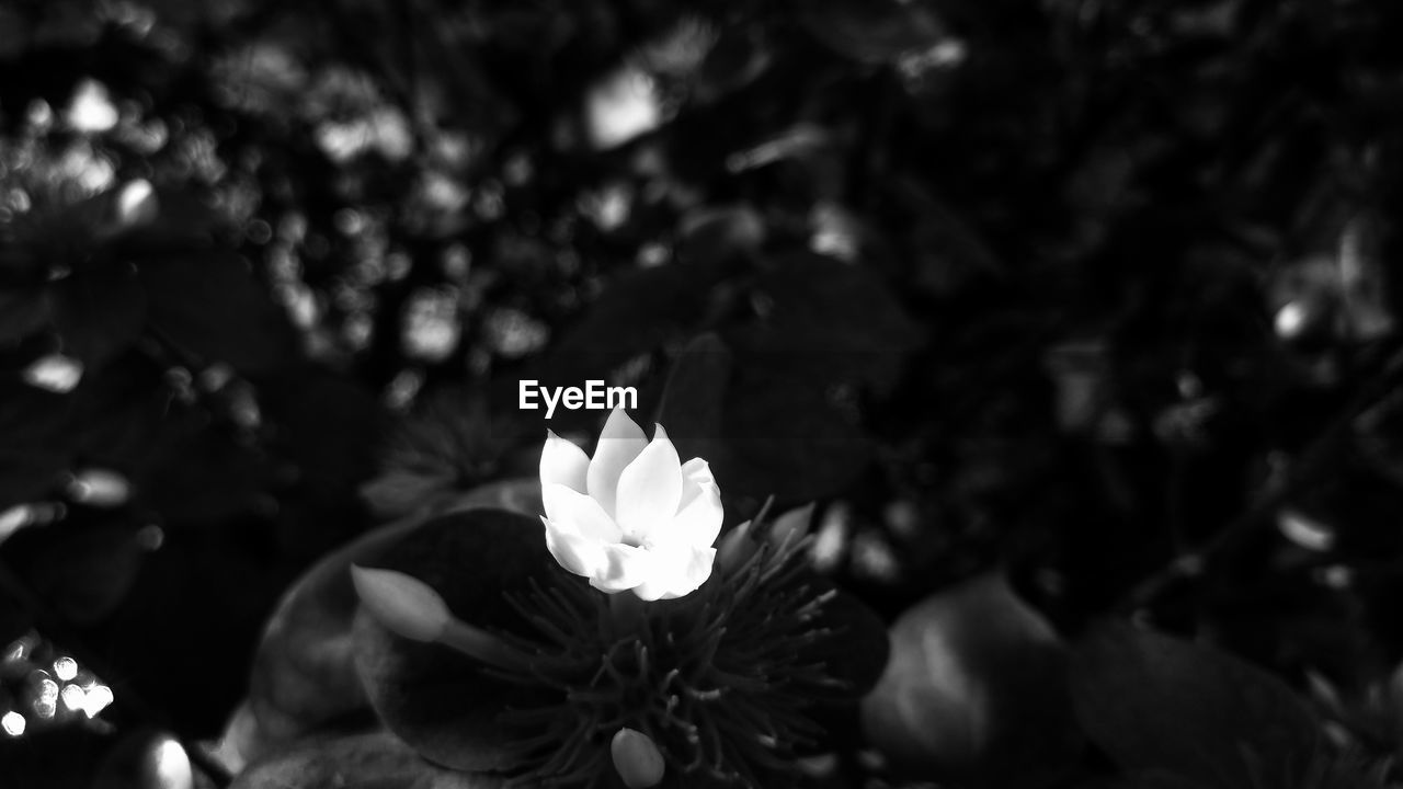 CLOSE-UP OF WHITE FLOWER BLOOMING OUTDOORS