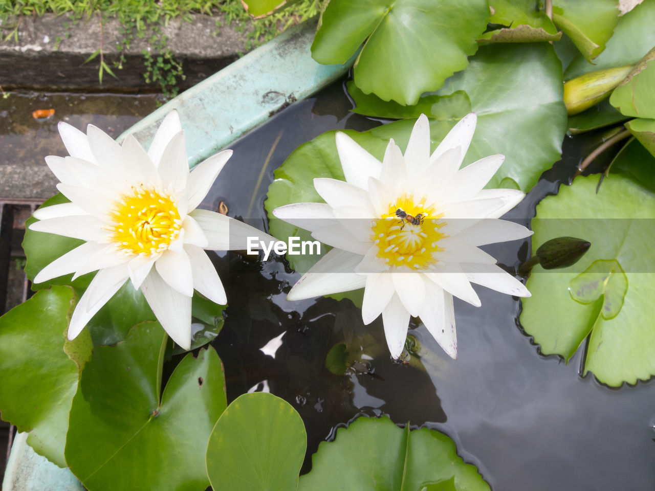 CLOSE-UP OF WHITE WATER LILY IN POND