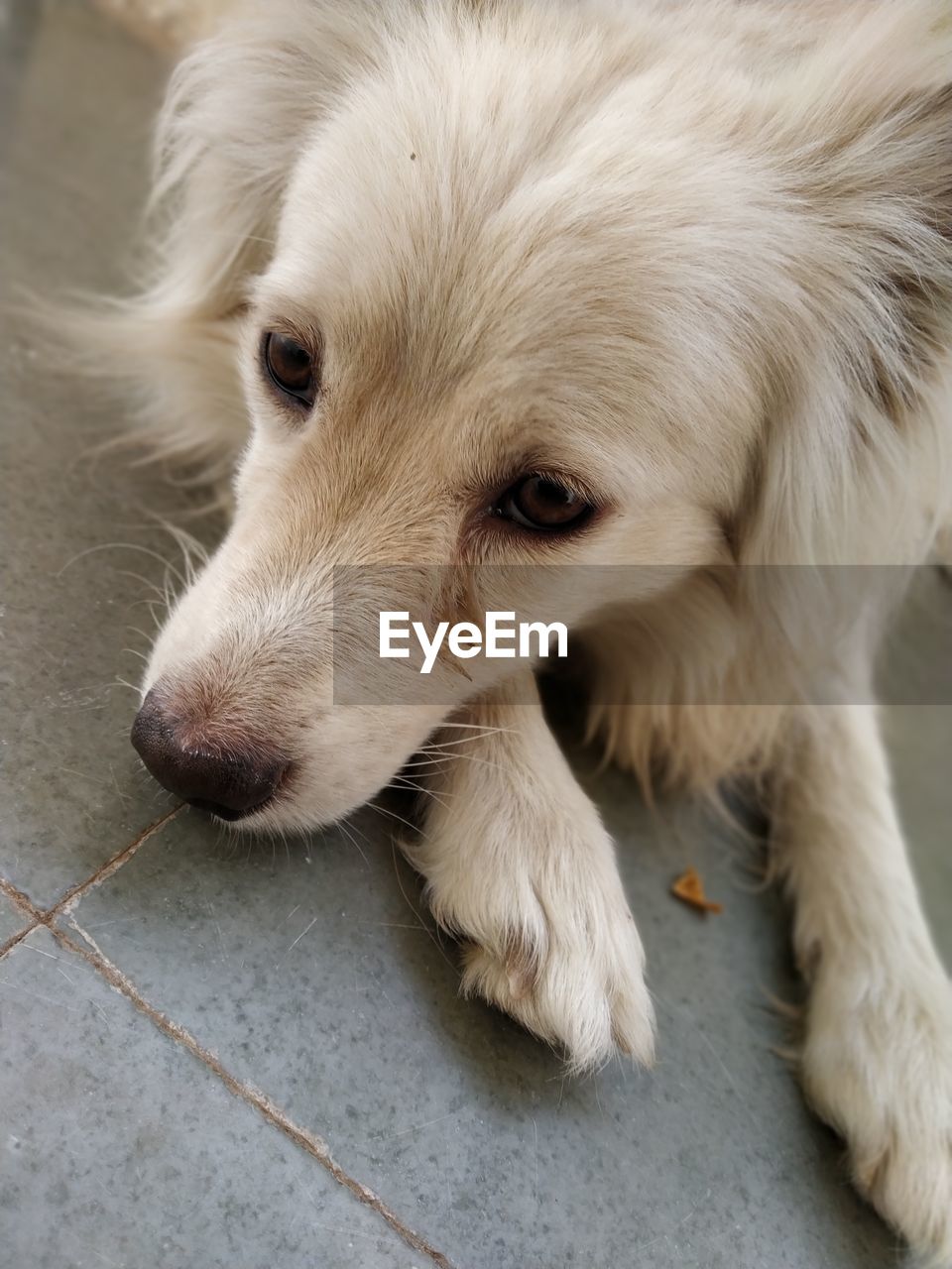 CLOSE-UP PORTRAIT OF DOG