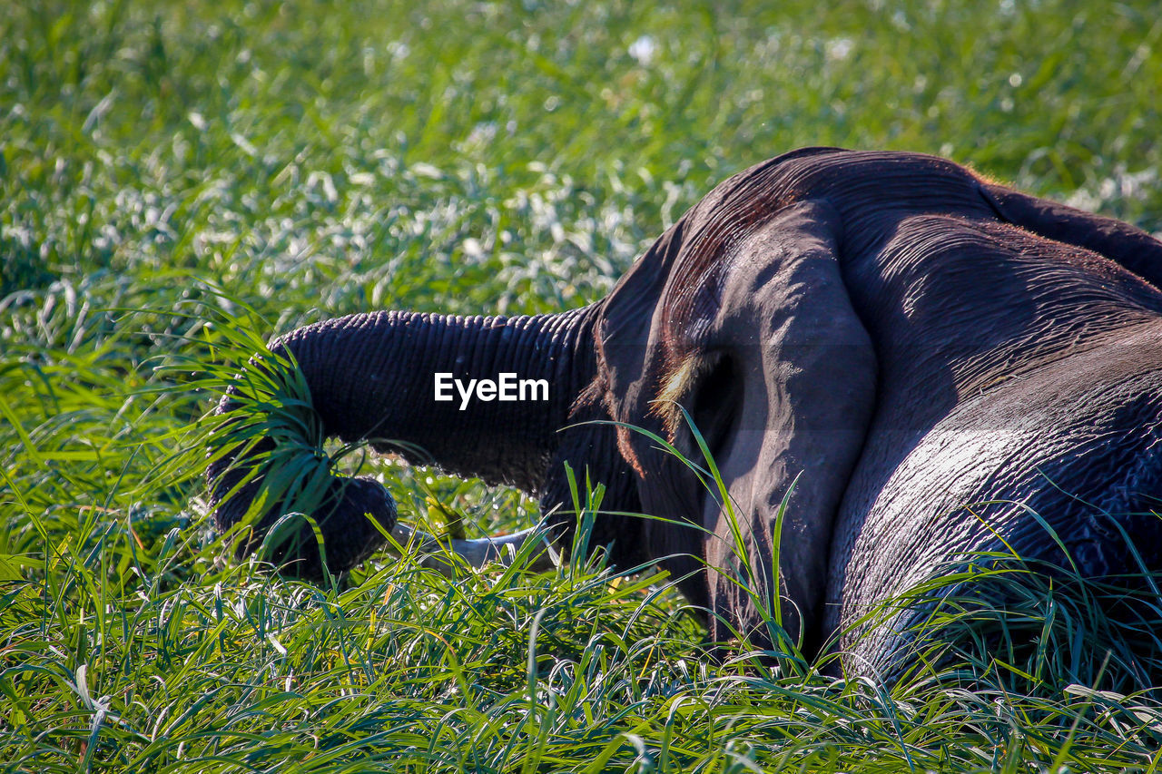 DOG RELAXING ON GRASSY FIELD