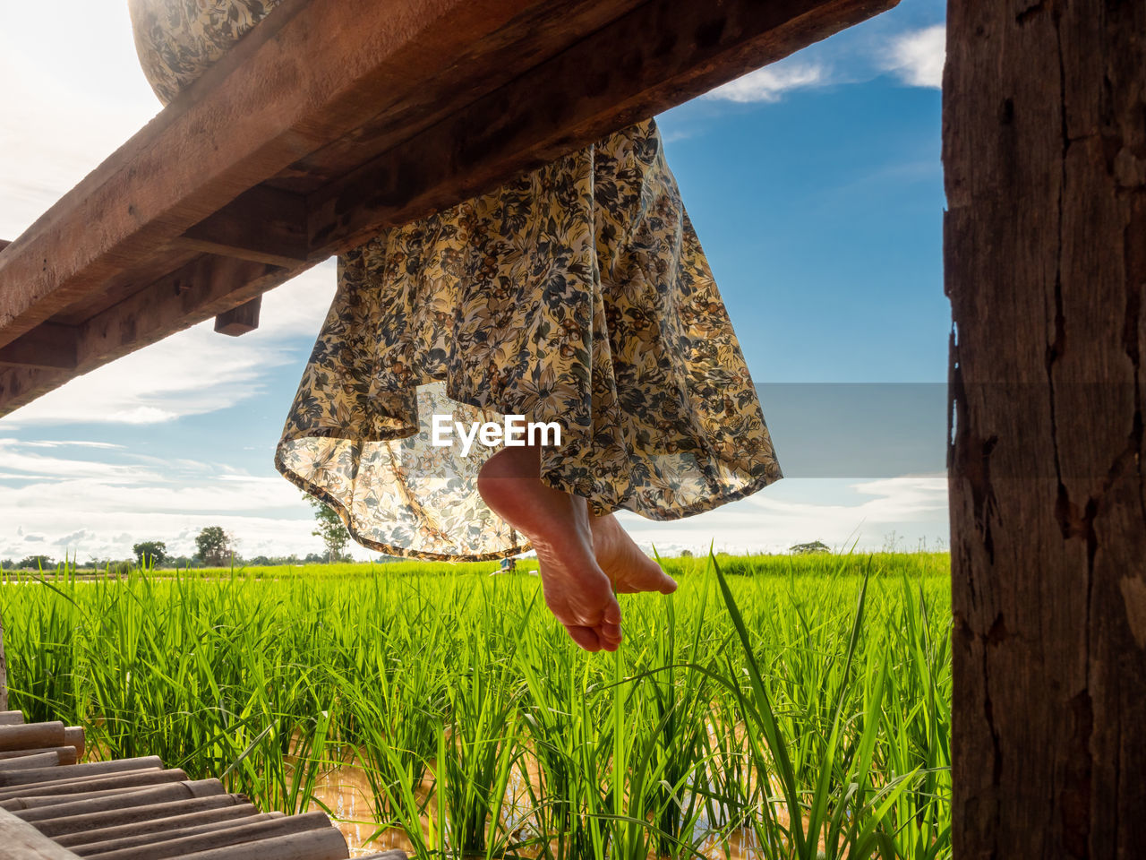 Closeup of woman legs and a green rice field farm with clear blue sky background.