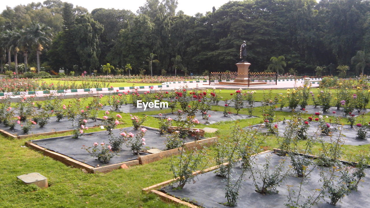 VIEW OF TREES IN THE PARK