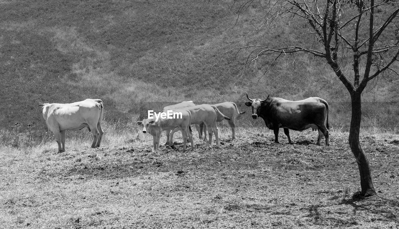 HORSES STANDING IN A FIELD