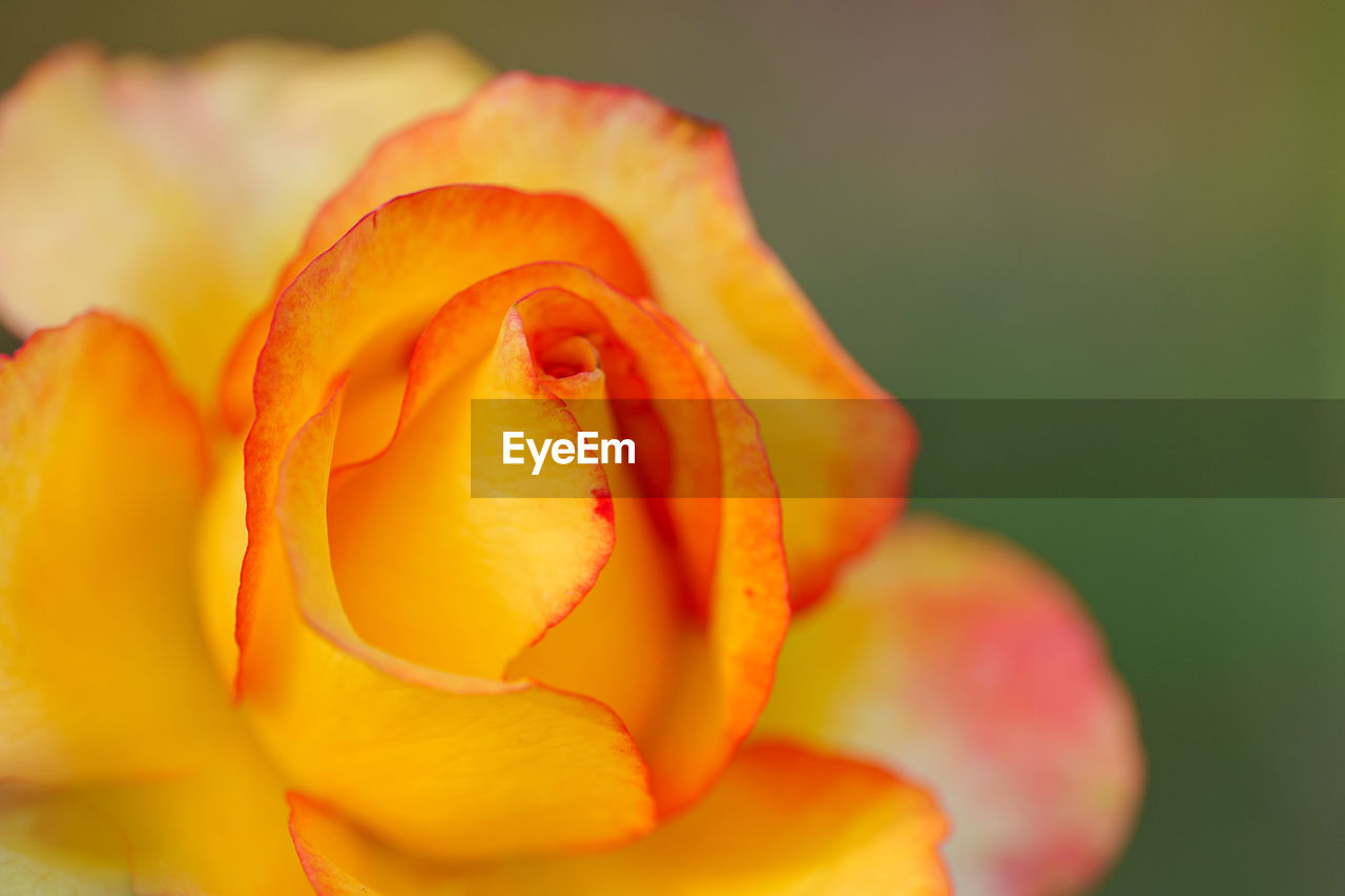 Close up beautiful flower orange rose blossom in nature