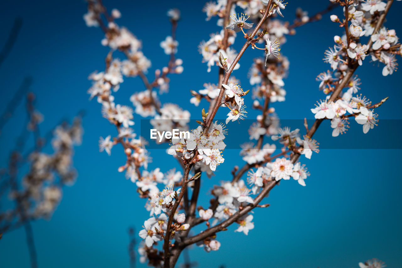 Low angle view of cherry blossoms against blue sky