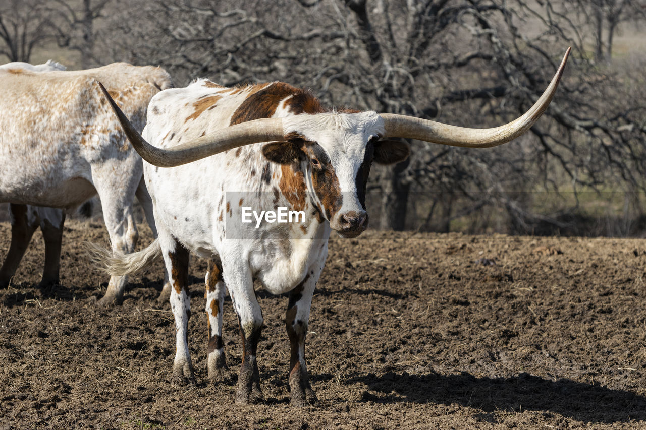 Portrait of cow on field