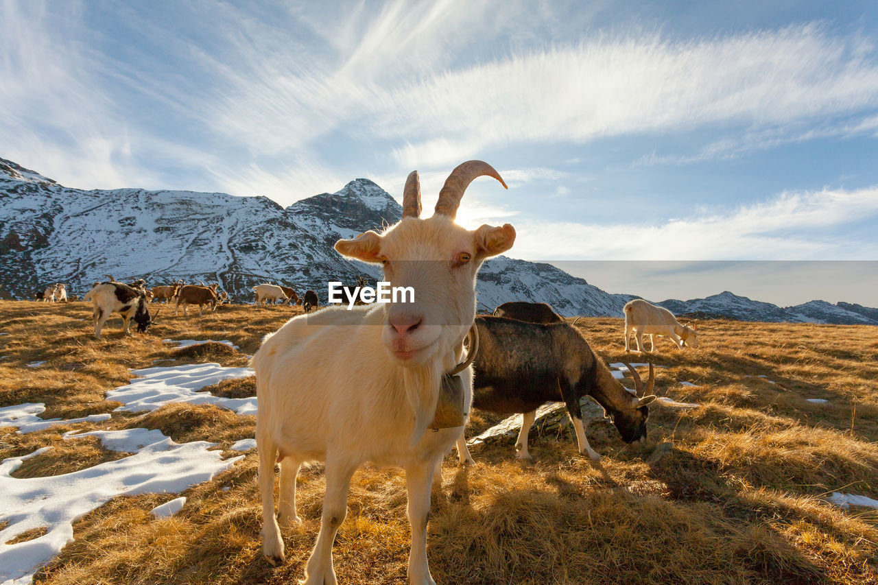 VIEW OF A HORSE ON FIELD AGAINST SKY