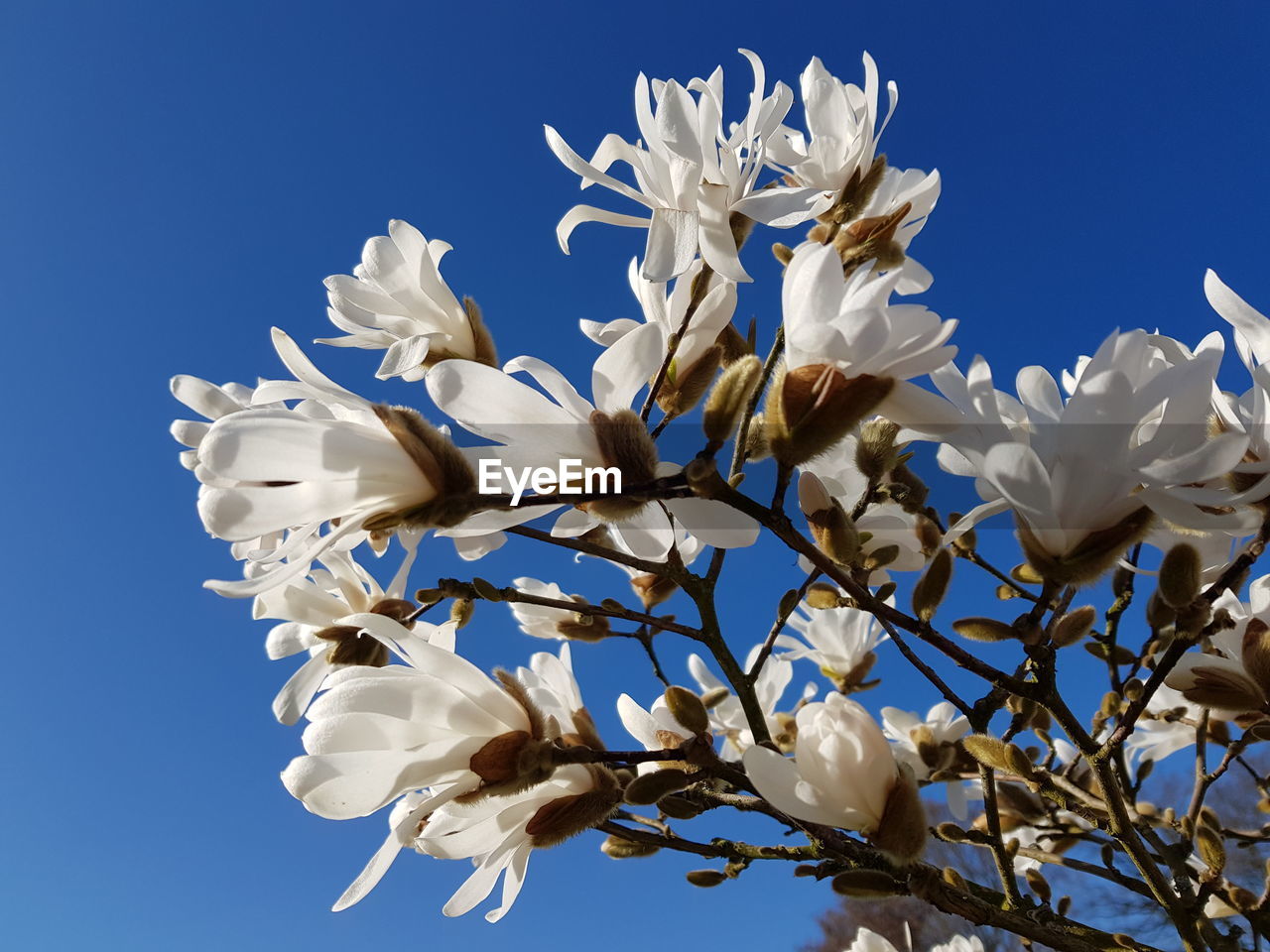 Low angle view of white flowering tree against clear sky