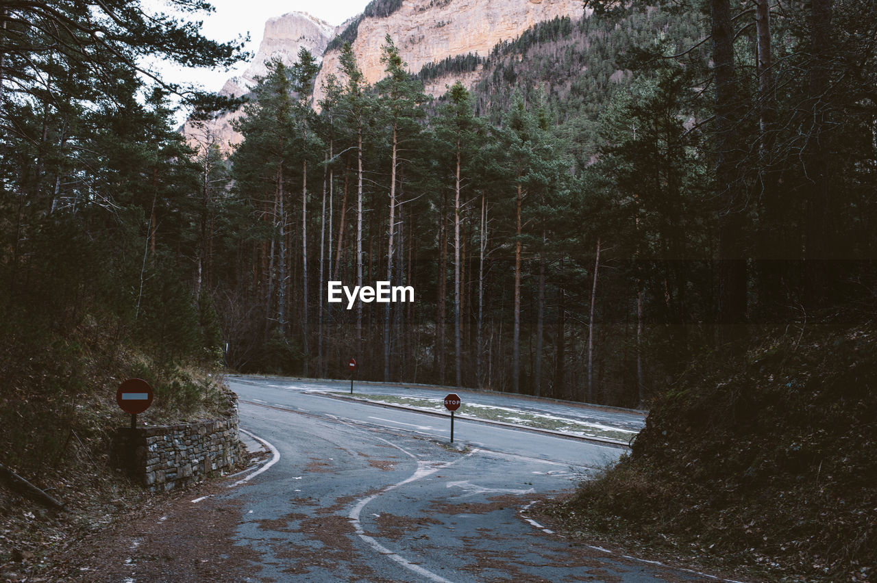 Road amidst trees in forest