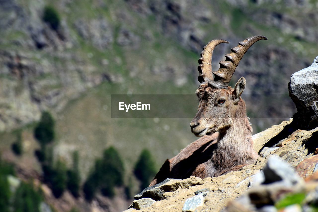 View of ibex on rock