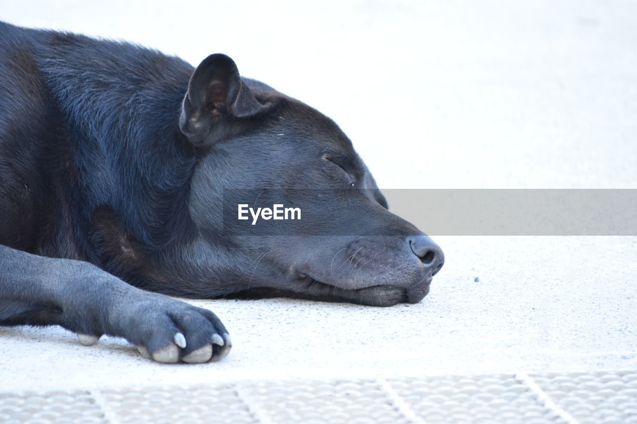 CLOSE-UP OF A DOG RESTING