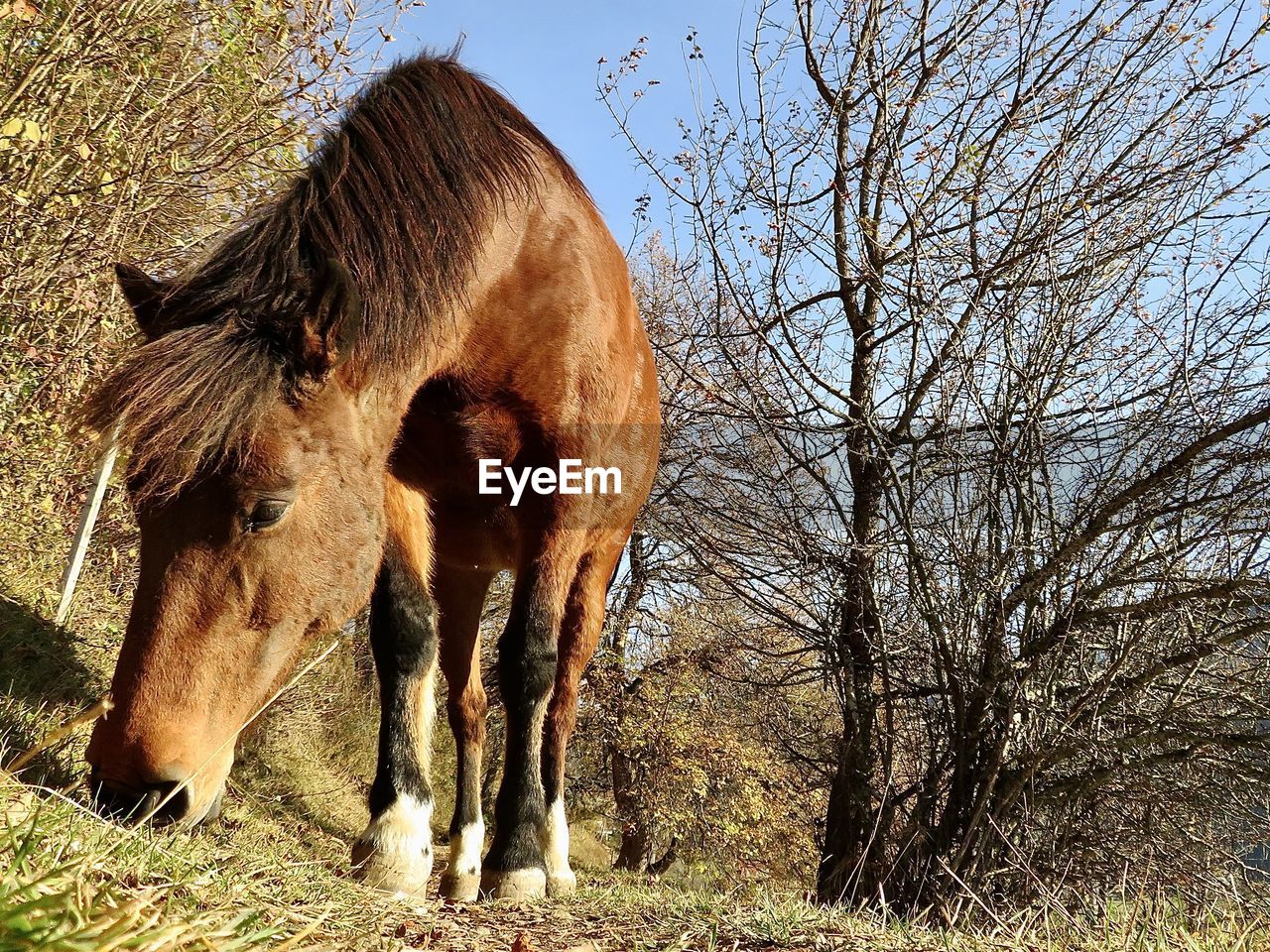 VIEW OF ANIMAL ON FIELD