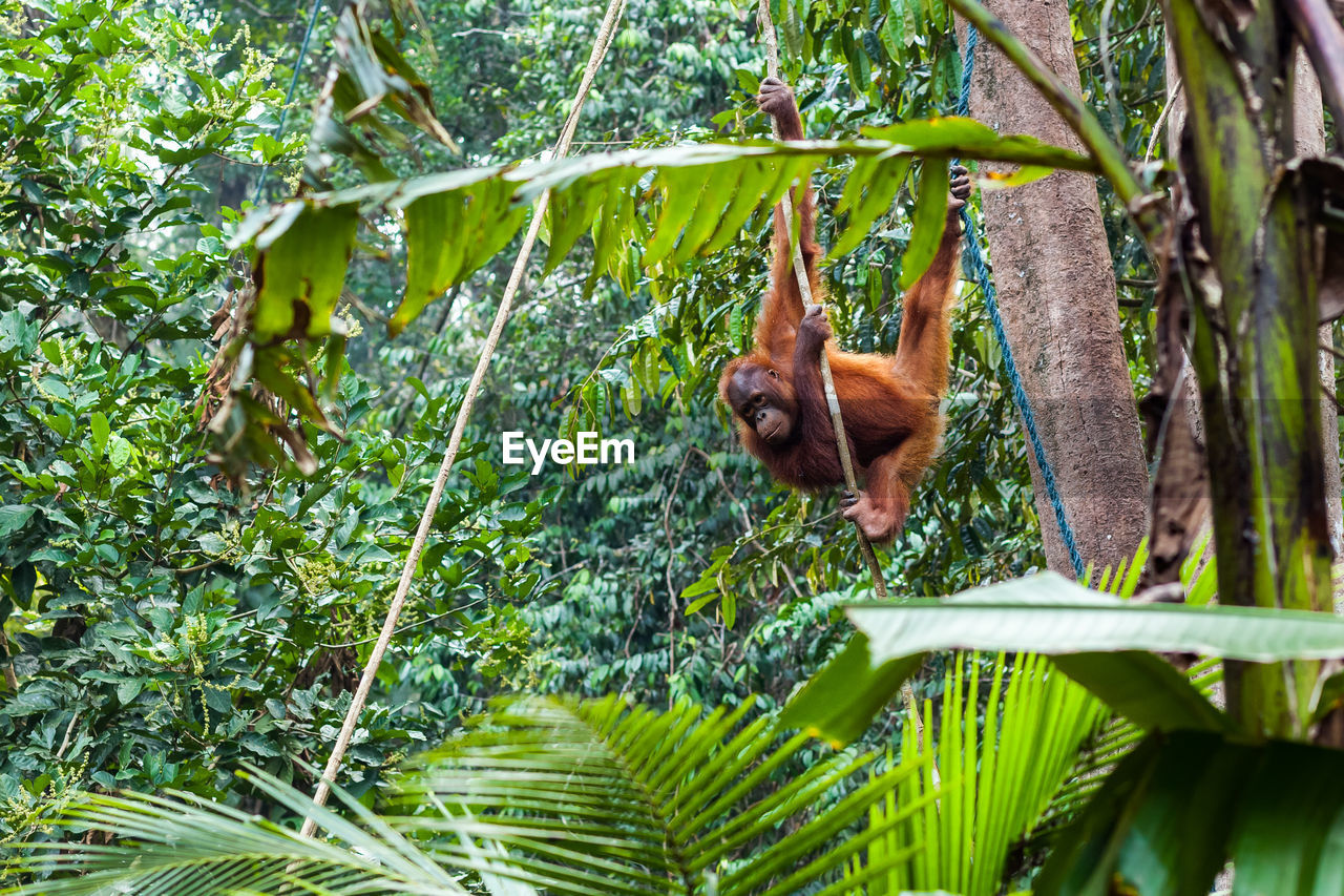 VIEW OF A MONKEY IN FOREST