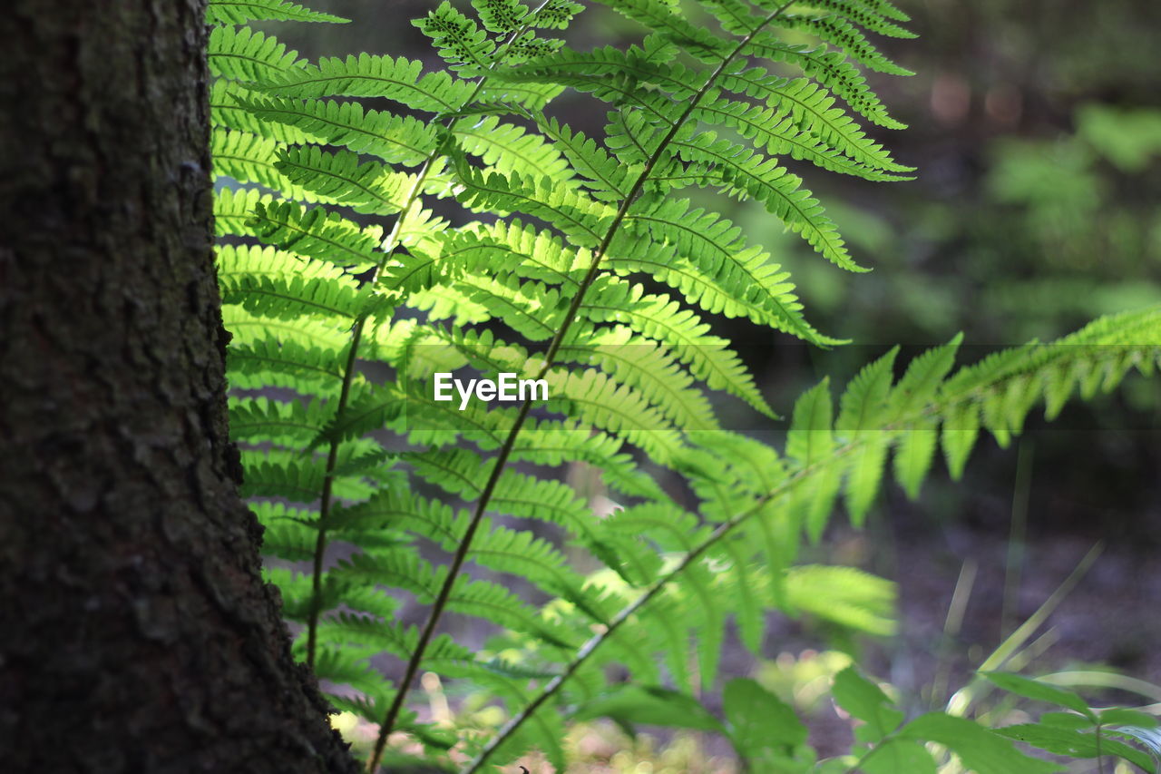 CLOSE-UP OF TREE TRUNK