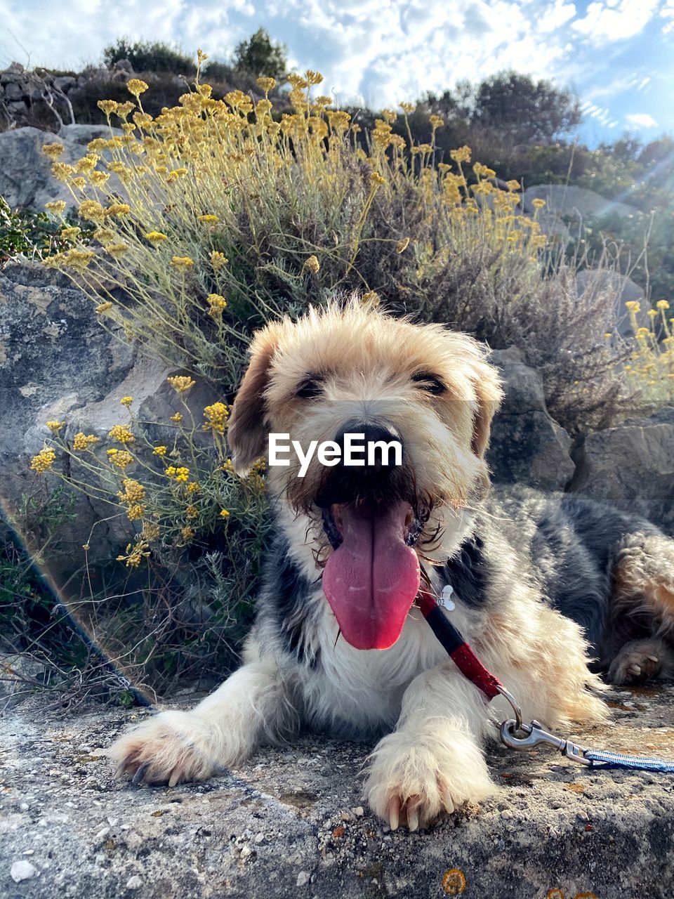 PORTRAIT OF DOG STICKING OUT TONGUE ON PLANTS