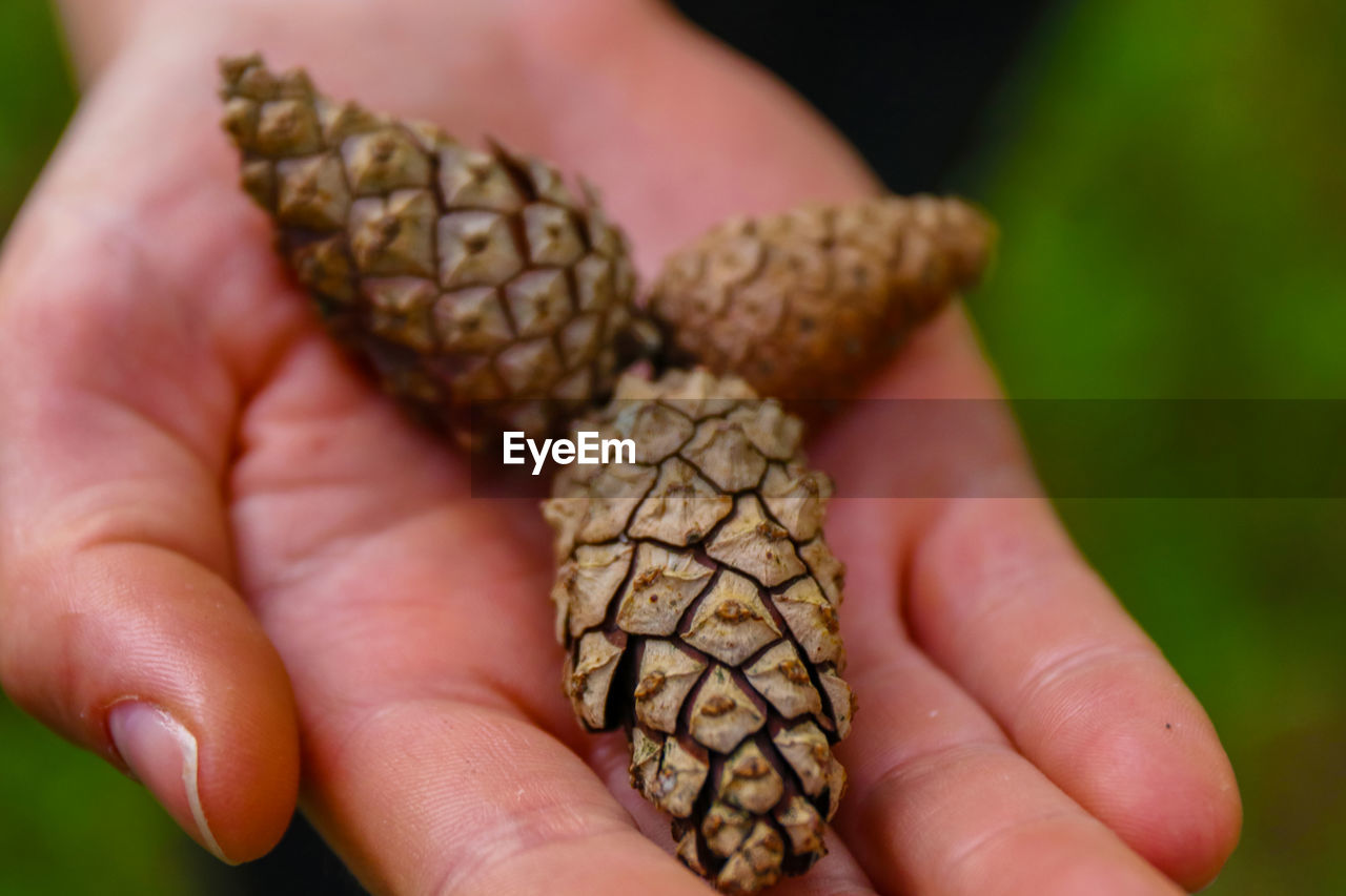 Close-up of hand holding pine cones outdoors