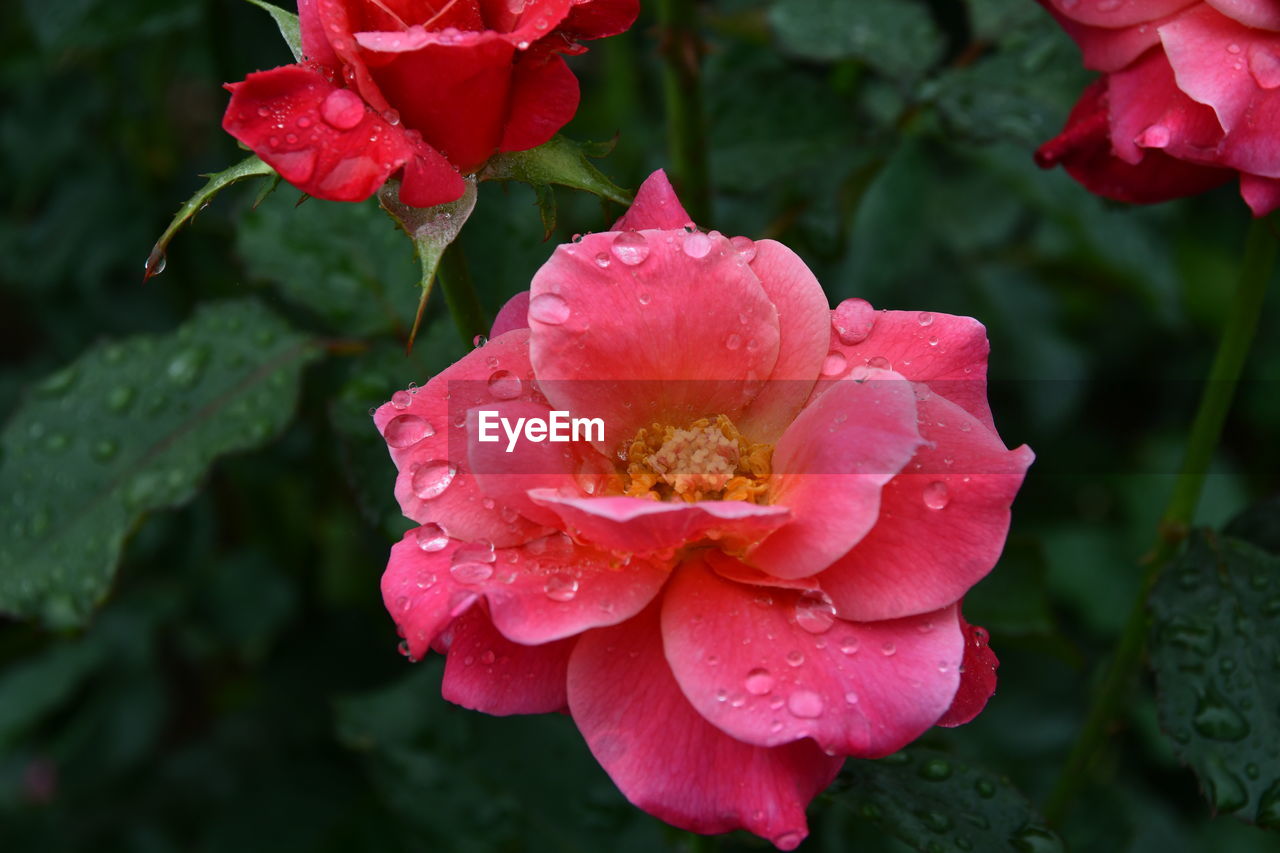 Close-up of wet pink rose