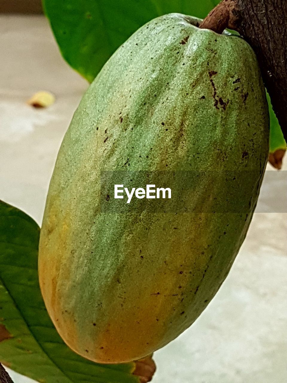 CLOSE-UP OF FRESH PUMPKIN