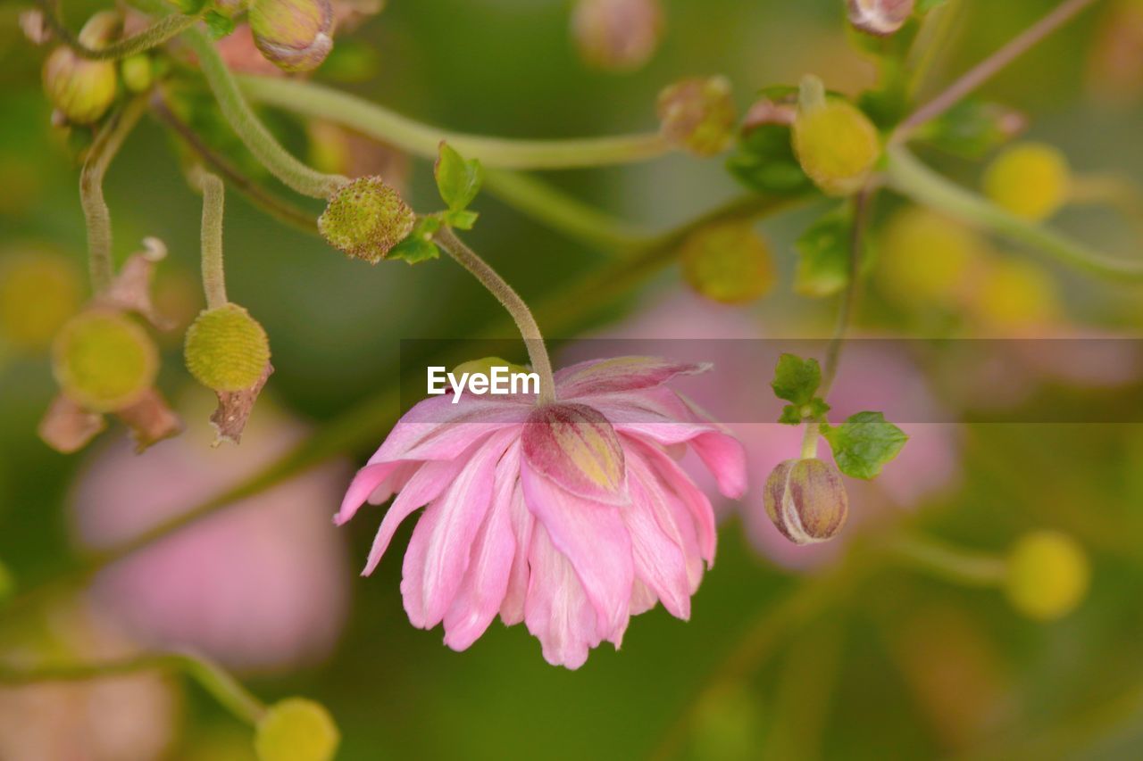 plant, flower, flowering plant, beauty in nature, freshness, blossom, pink, nature, close-up, wildflower, growth, petal, flower head, tree, fragility, macro photography, no people, springtime, plant part, outdoors, inflorescence, leaf, focus on foreground, summer, botany, selective focus, shrub, food and drink, food, branch, environment, multi colored, social issues, defocused, day, animal wildlife