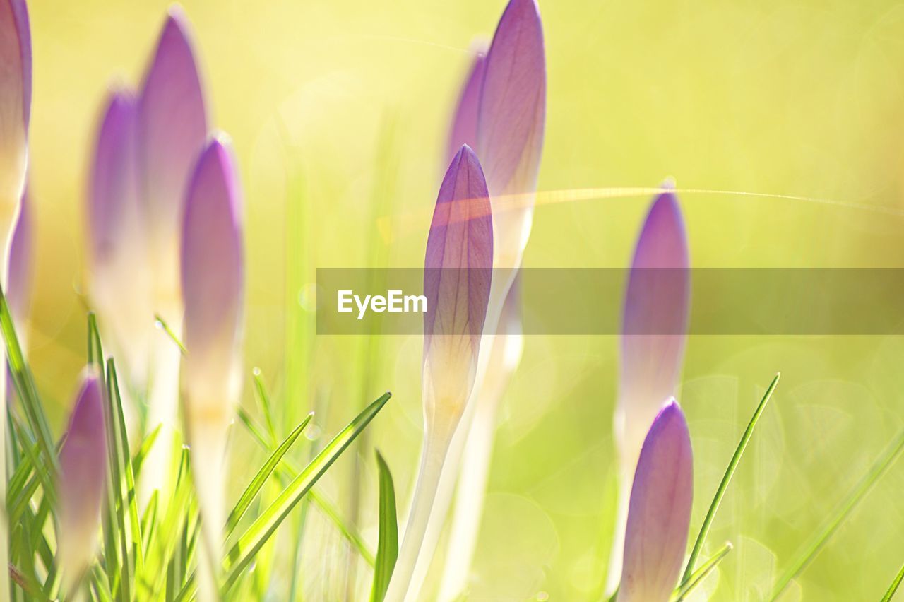 Close-up of purple crocus flowers on field