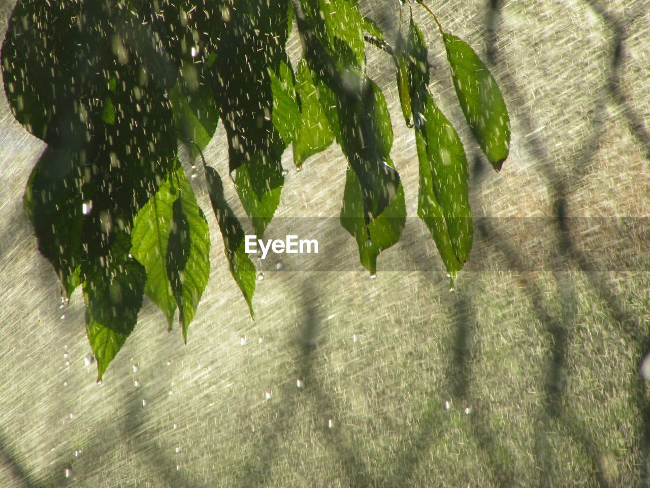 CLOSE-UP OF PLANTS