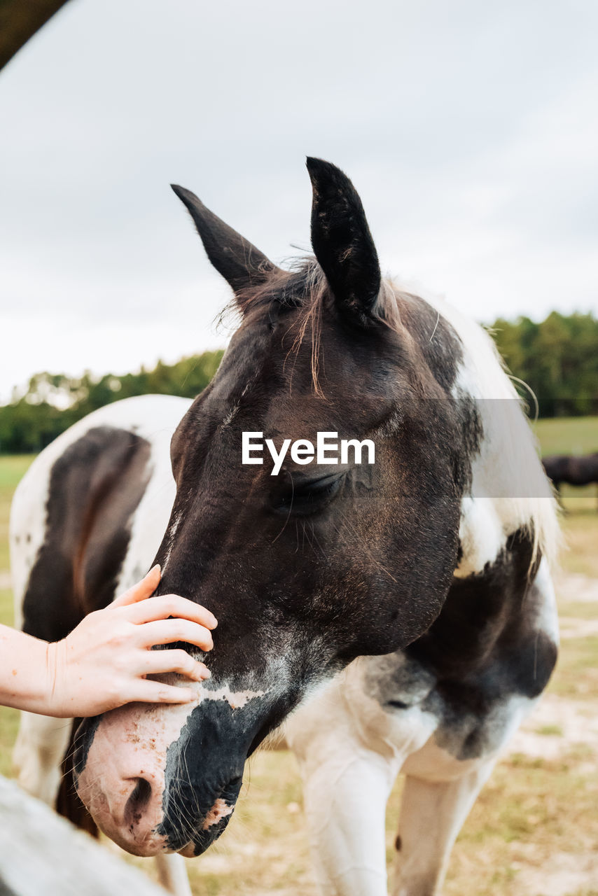 SIDE VIEW OF A HORSE ON FIELD