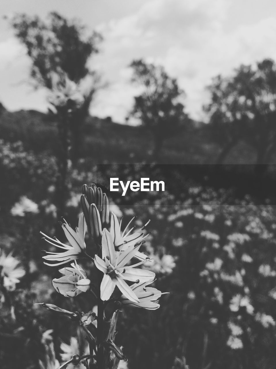 CLOSE-UP OF FLOWERS AGAINST SKY