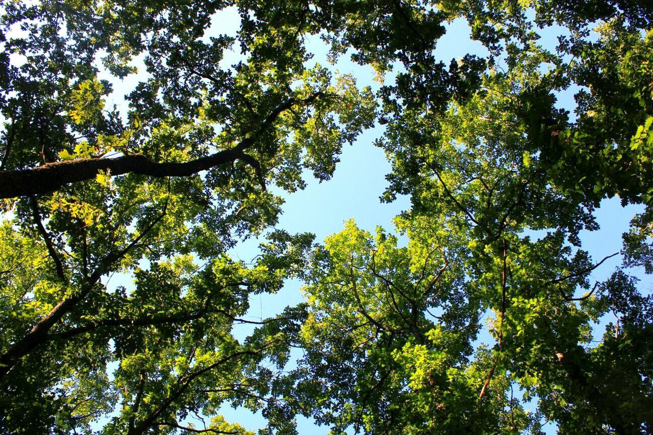 Low angle view of trees with sky in background