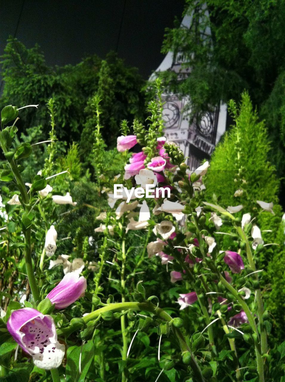 Foxglove flowers growing on field
